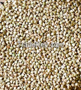 High Quality Buckwheat