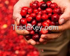 Fresh Quality Cranberries Supplier