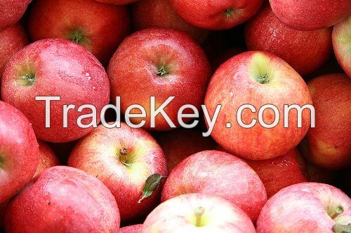 Fresh Apples from South Africa