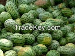 Fresh Water Melons