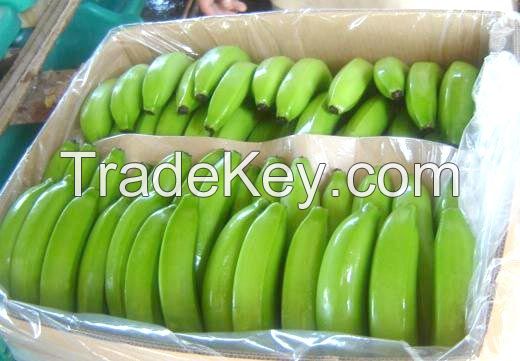 Green Bananas, Fresh Bananas, Cavendish Bananas high quality from S.A