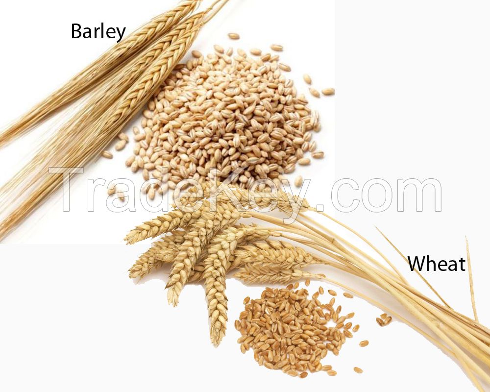 Fine Grains Barley, Buckwheat, Maize, Wheat, Rice for Sale at good prices