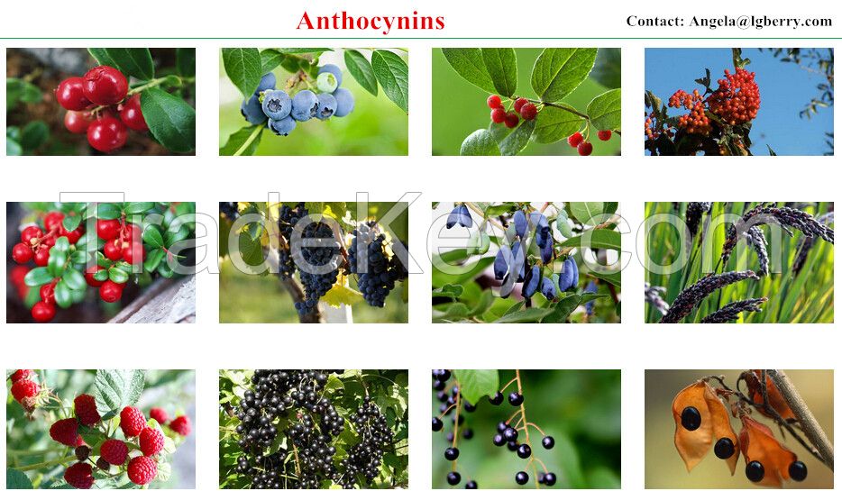 GMP factory supply all kinds of Anthocyanins