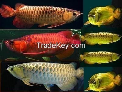 Arowana fish of all types