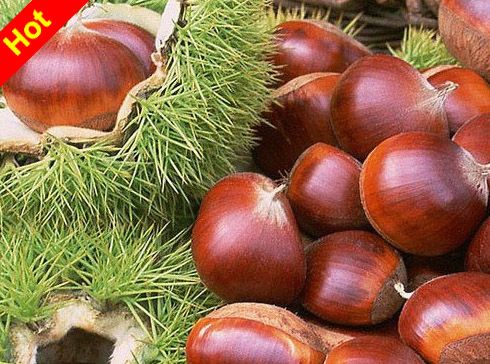 Fresh chestnuts