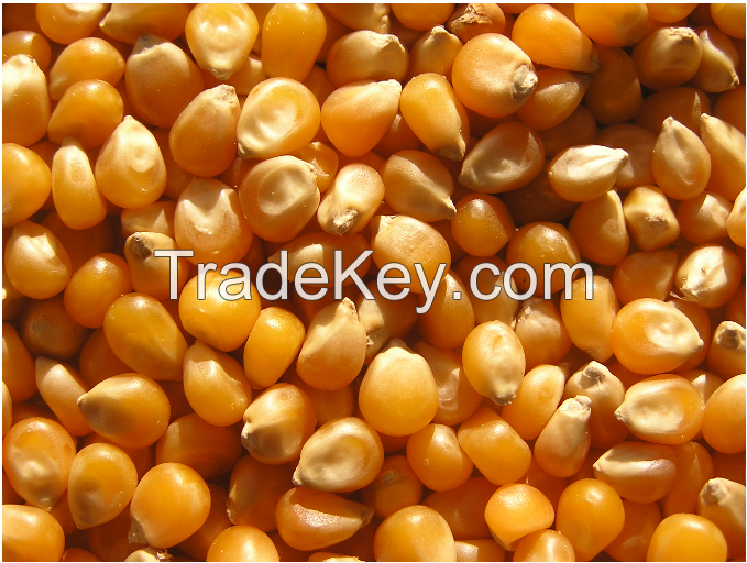 Sweet yellow corn for sale