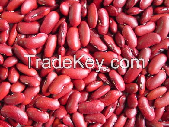 Red and Other Colors Kidney Beans For Exorts