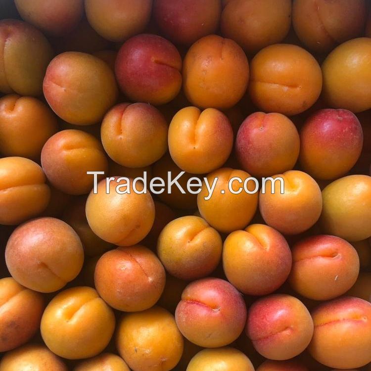 Fresh Apricots