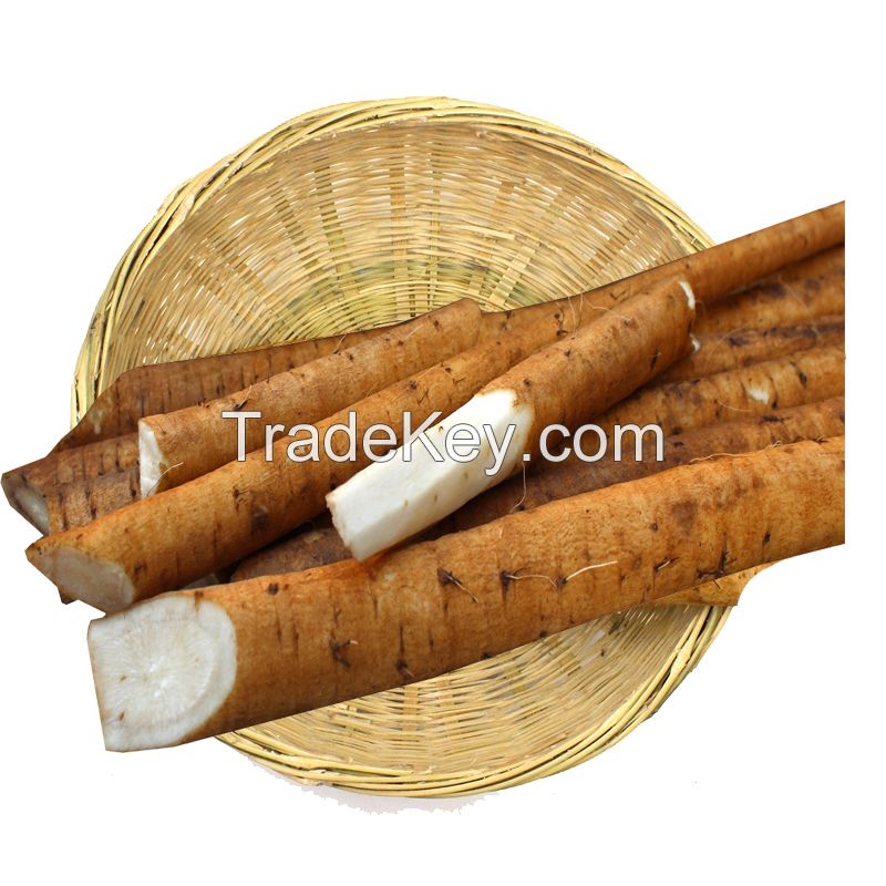 Fresh Burdock