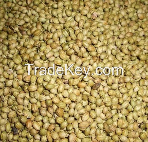 Coriander Seeds