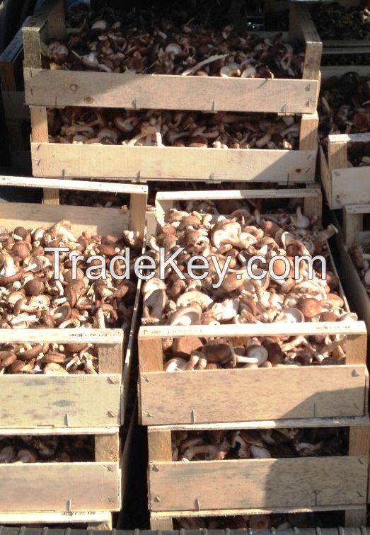 Fresh Organic Shiitake Mushrooms