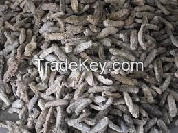 HOT SALE !!! Best Quality Dried Sea Cucumber