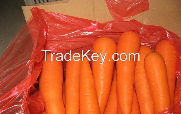 fresh carrots