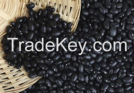 Selling BLACK BEANS