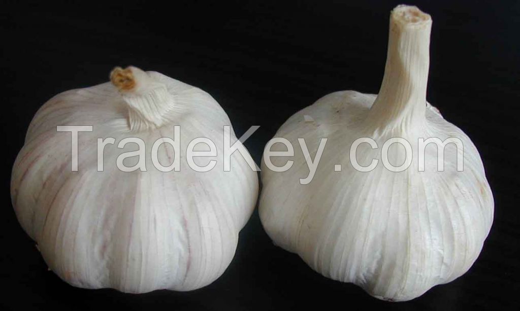 Fresh White Natural Garlic