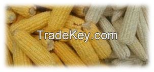 Yellow Corn