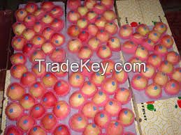 FRESH ROYAL GALA APPLES