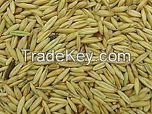 Kiln Dried Hulled Oats