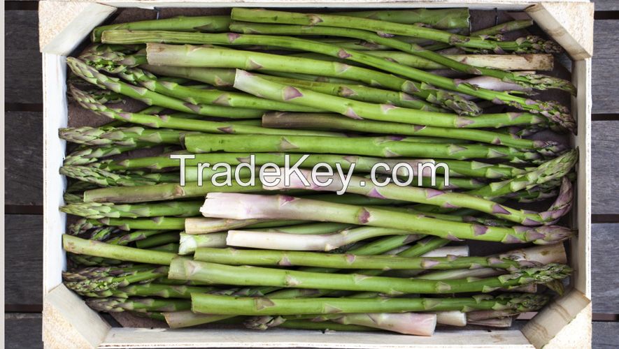 Asparagus For Sale From Vietnam