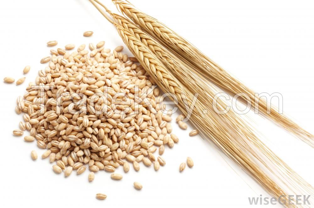 Export of barley from Ukraine