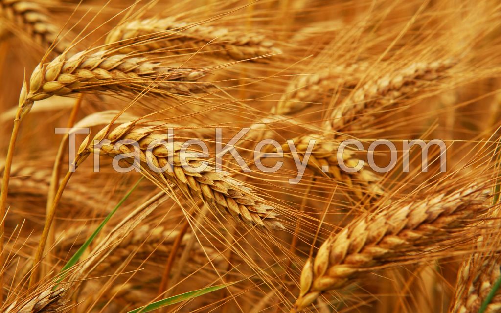 Export of wheat from Ukraine