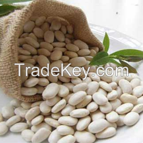 White Kidney Bean Extract