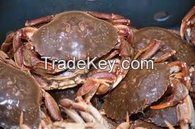 Rock Crab