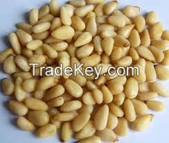 Pine Nut