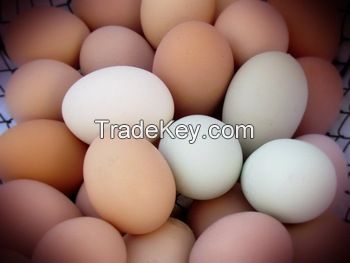 Fresh White & Brown Chicken Eggs