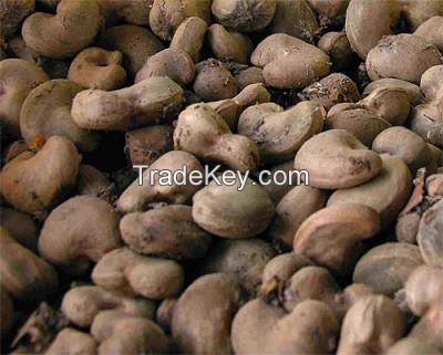 good quality Raw and processed cashew nuts for sale