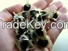 Moringa Seeds