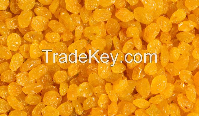 GOLDEN RAISINS FOR SALE