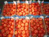 Fresh tomatoes from Poland