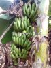 Fresh Cavendish Banana