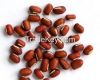 ruby red Adzuki beans