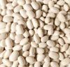 White Kidney Beans- Best Quality & Price from Egypt