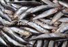 Black Azov Anchovy