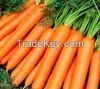 Fresh Carrot