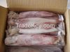 Premium Grade  quality Of  loligo squid