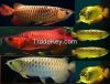 Arowana fish available for sale