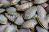 High quality surf clam