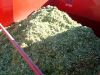 Grade A Yellow Corn Silage