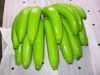 ECUADOR CLASS A GREEN CAVENDISH BANANAS