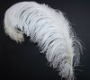 Ostrich Feathers