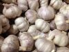 Peeled/Unpeeled Fresh Organic Garlic