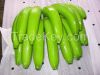 Green Bananas