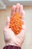 Cheap Canadian whole Red lentils