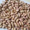 New Crop Dry Long Shape Pinto Beans