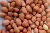 High Quality Peanuts / Groundnut