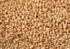 Soft Milling Animal Feed Wheat Grain